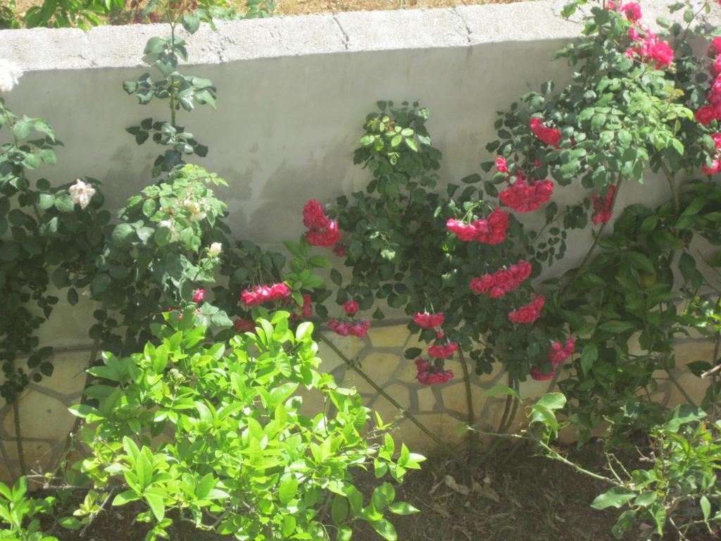 Apartments Villa Macola Τρογκίρ Εξωτερικό φωτογραφία